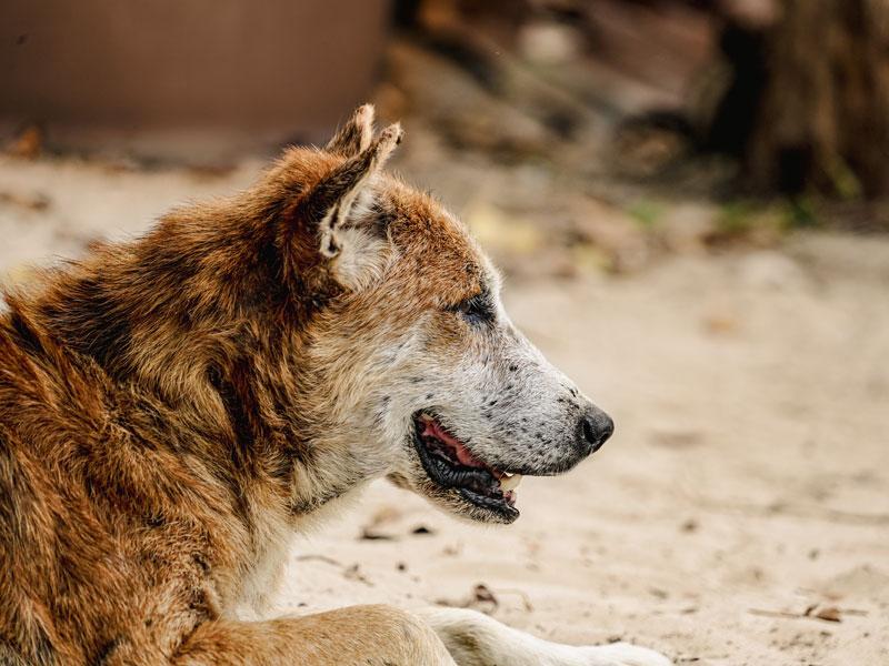 Leishmaniose äussert sich beim Hund durch unspezifische Symptome