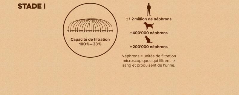 Schéma : Stade 1 de la maladie rénale chez le chat