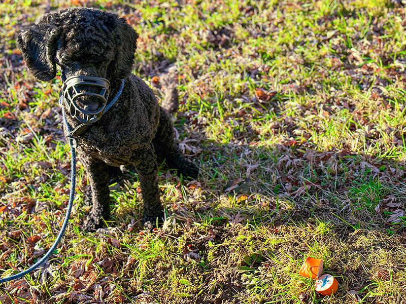 Giftköder für Hunde in Wiese
